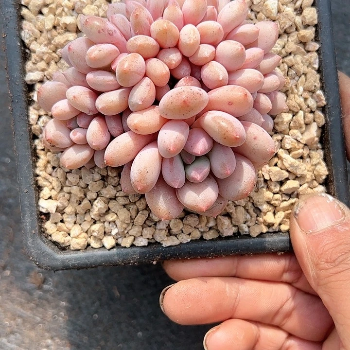 【闪购商品】胸花朵