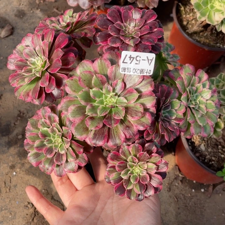 547铜花顺多肉123456789