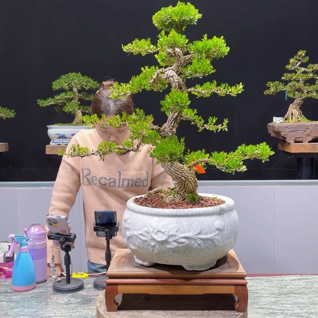 四季常青老桩黄杨盆景J*M