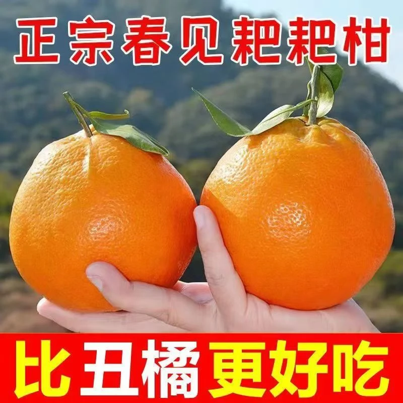 【坏果包赔】正宗四川春见耙耙柑产地直发现摘现发香甜爆汁