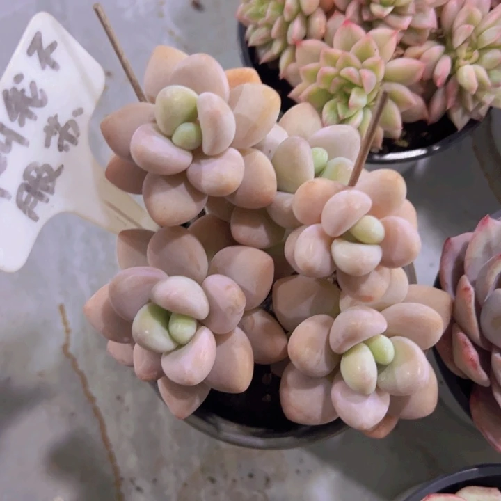 健健康康平平安安