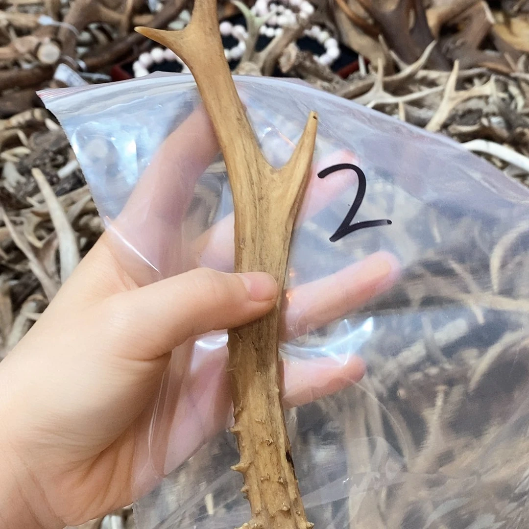 鹿角鹿角鹿角鹿角