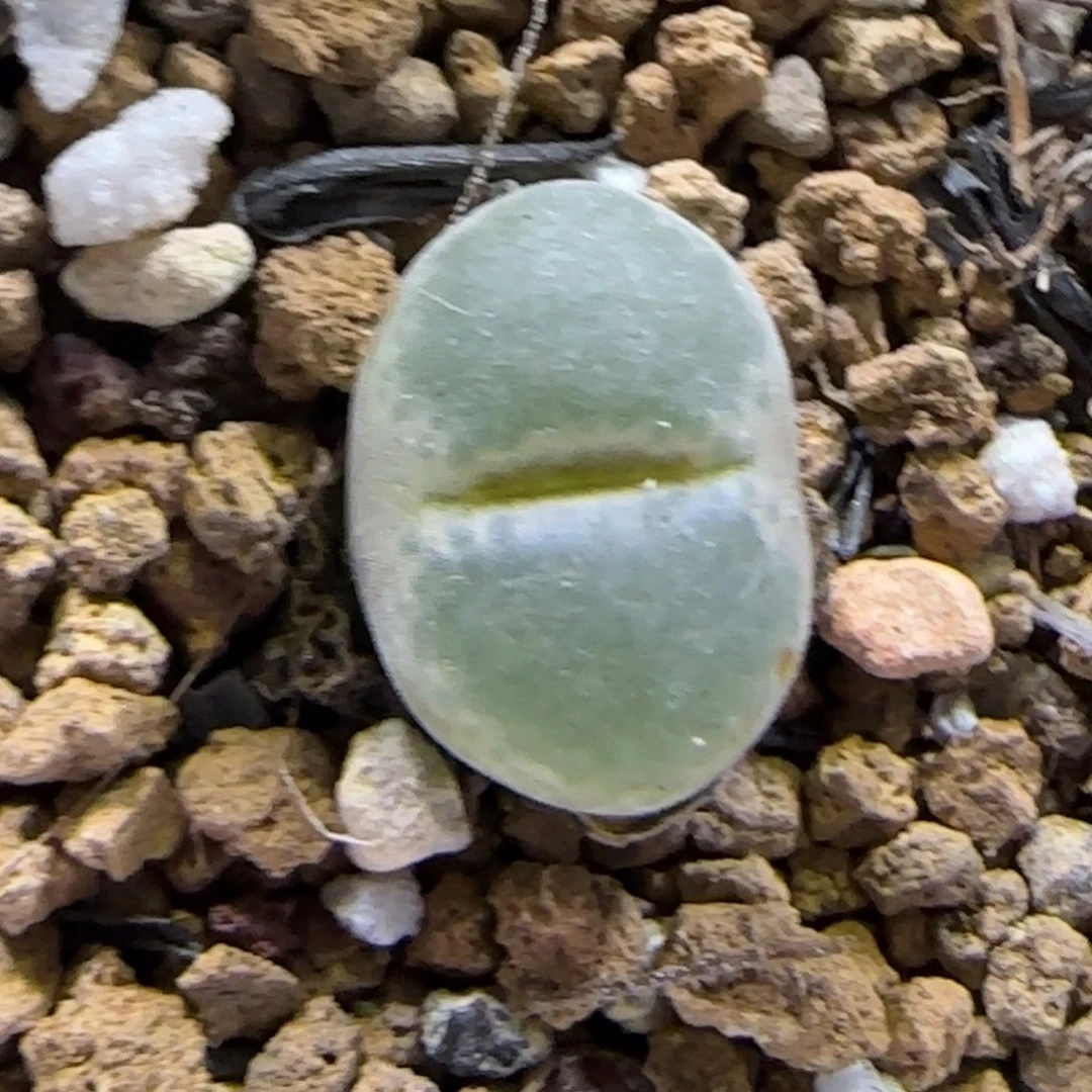 9.27。  上播福利安格。  9005