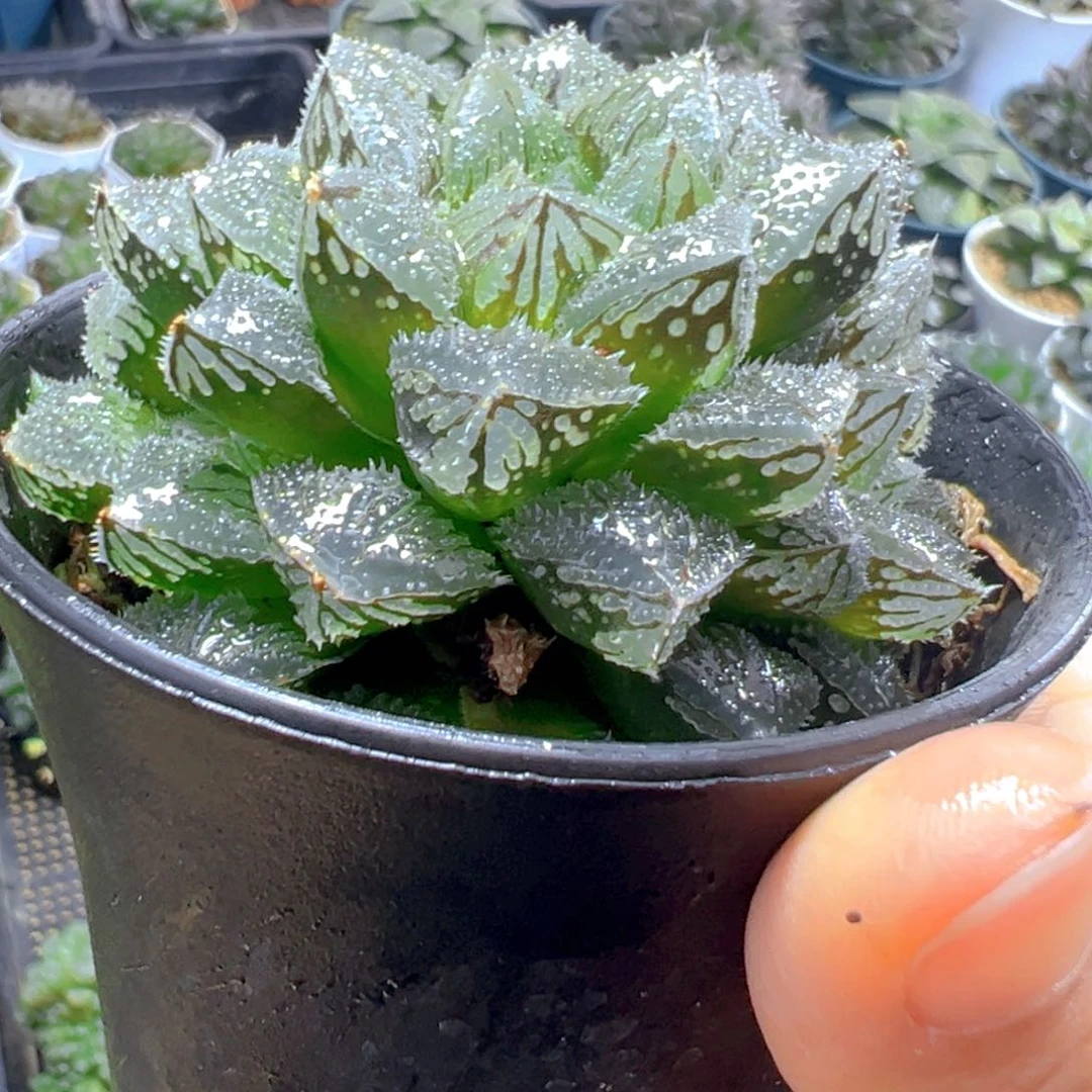 魔刺寿多肉多肉多肉