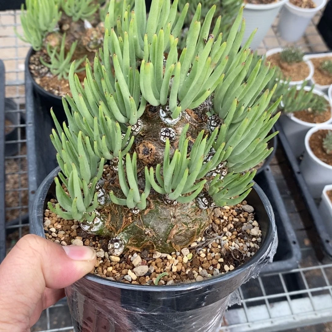 白象多肉植物一个