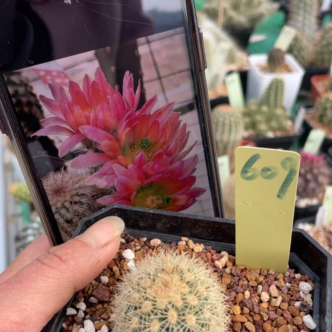 鹿角柱实生仙人球红花御旗