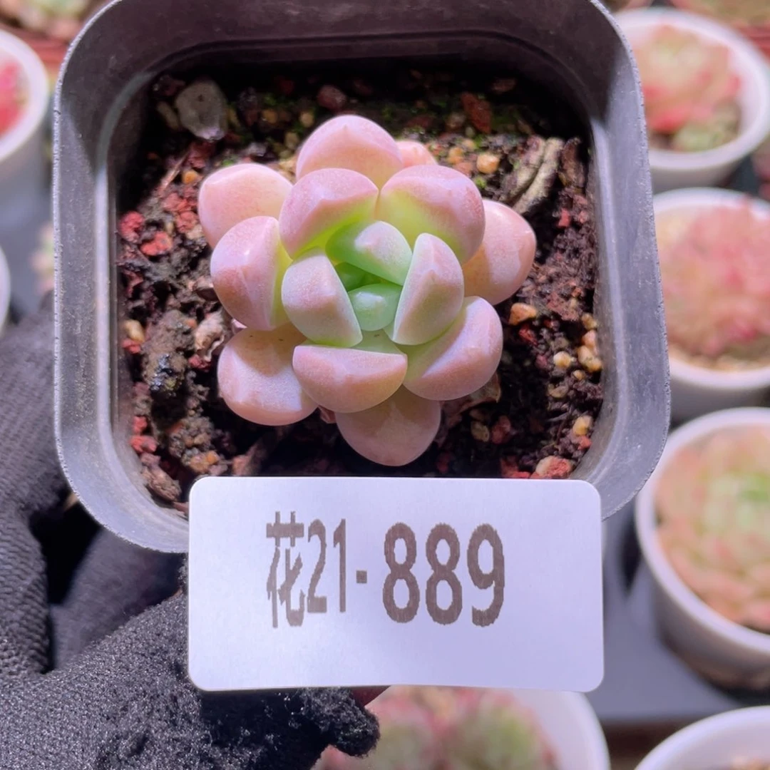 花利美21-889奶糖