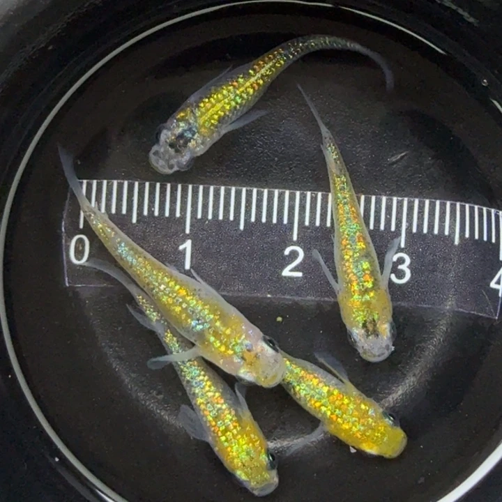 青鳉鱼猫饭星光28号