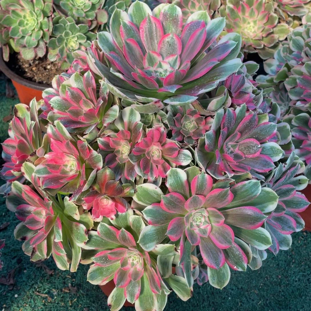 952男神精品法师老桩