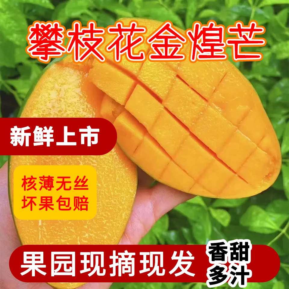 【只卖精品】正宗攀枝花金煌芒青皮芒整箱当季新鲜水果现摘现发香甜