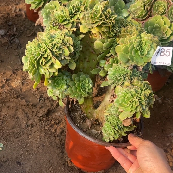 绿缀多肉植物985.