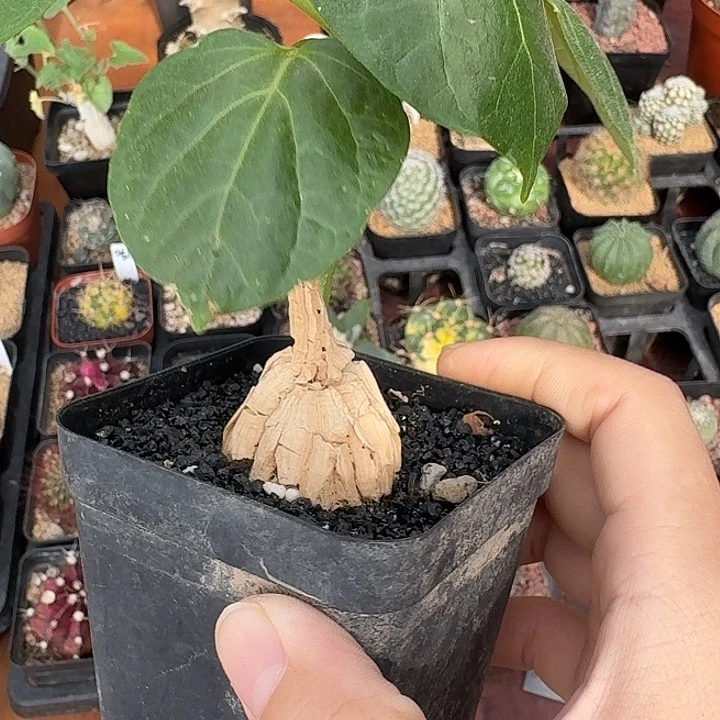 燊***龟甲罗磨仙人球223