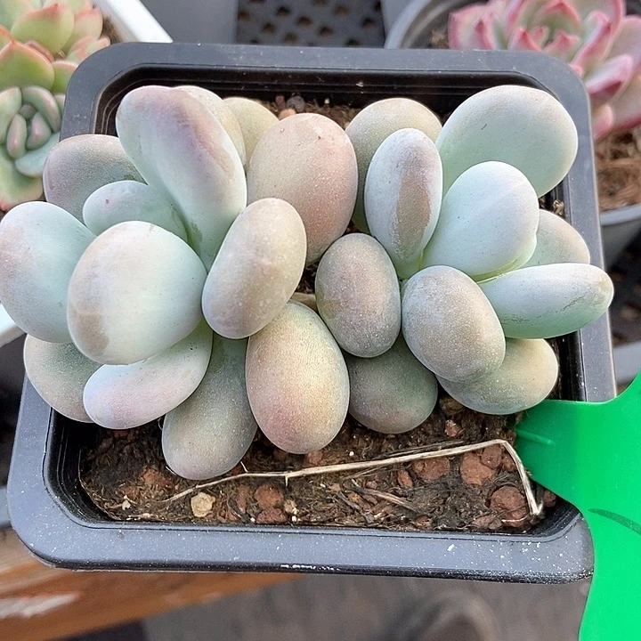 多肉植物大叶奶781