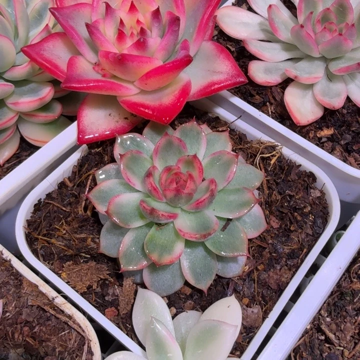 蓝色妖姬锦多肉植物