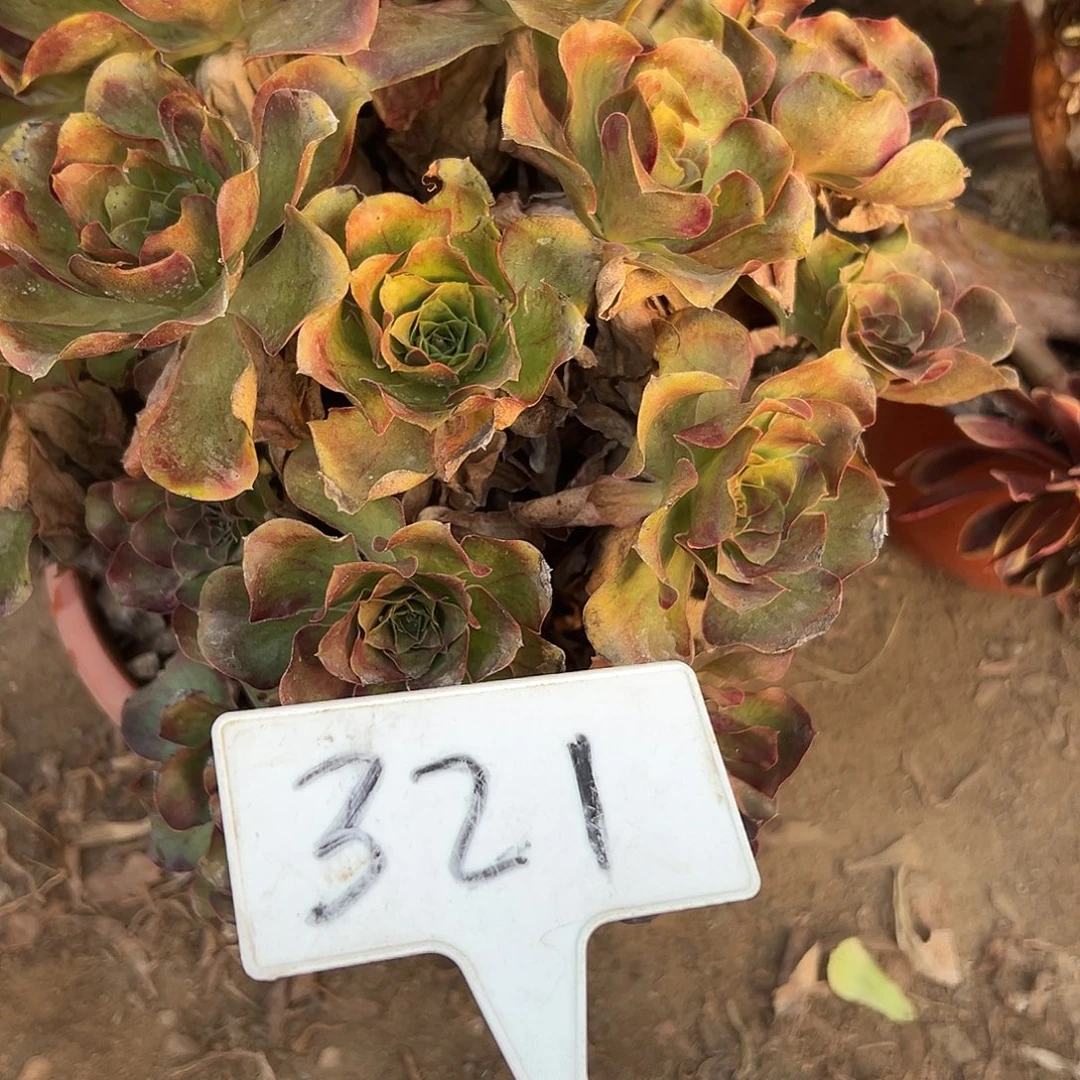 多肉植物梅金法师321