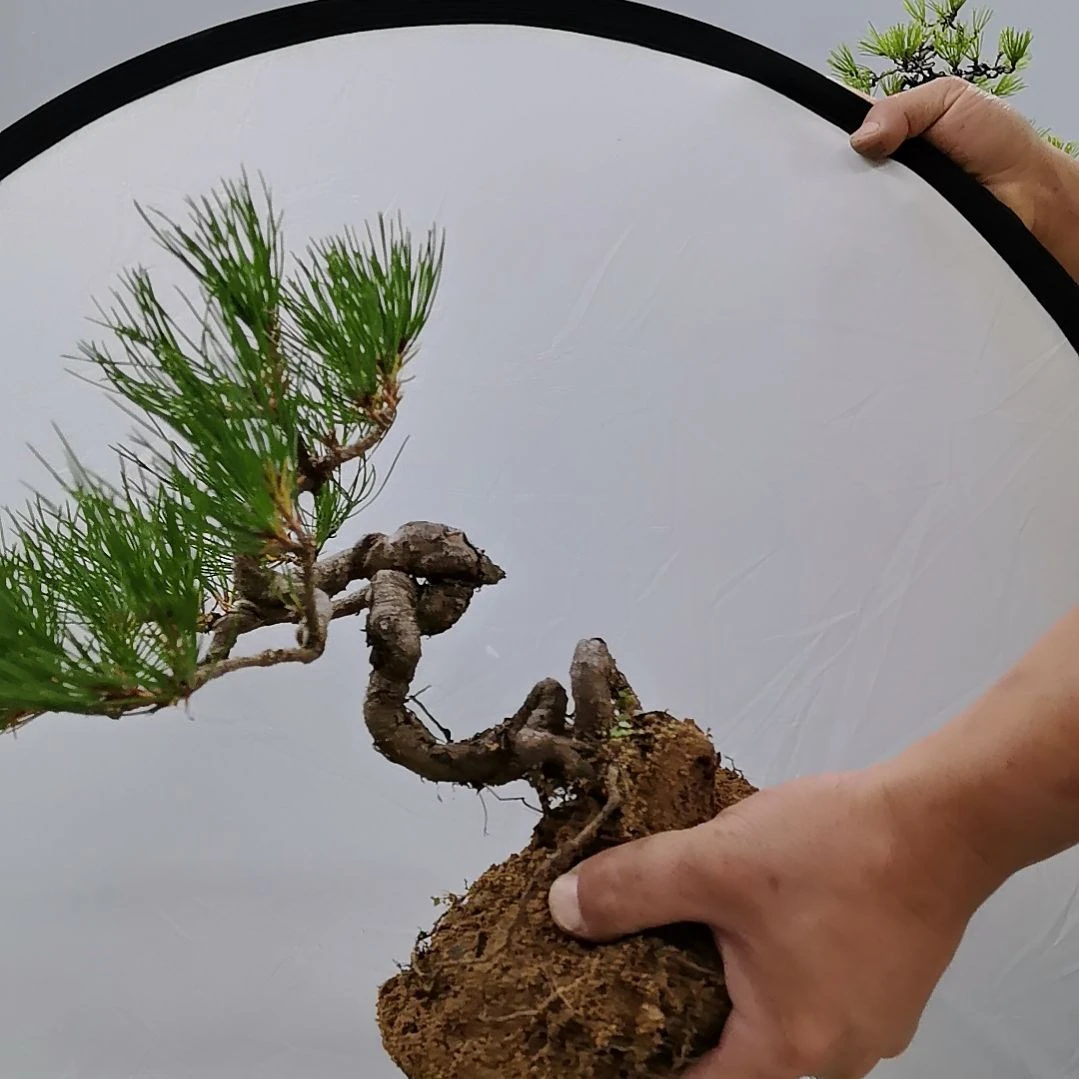 无花朵黄山松盆景