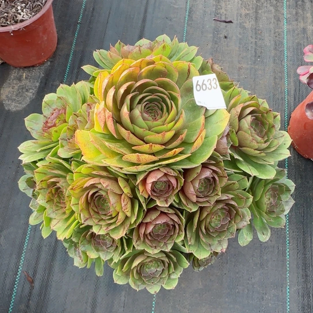 巧*6633万拉丝多肉多肉