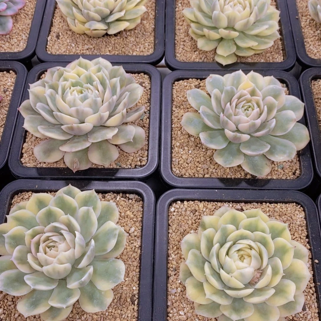 量拍7号 母本昂斯诺锦单头一个