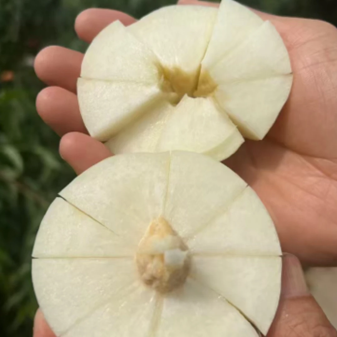 中桃白玉1号二级苗