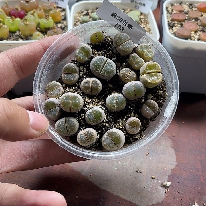 无花朵103、橄榄、、、