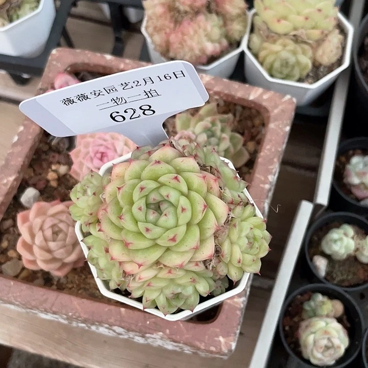 薇薇安园艺多肉628