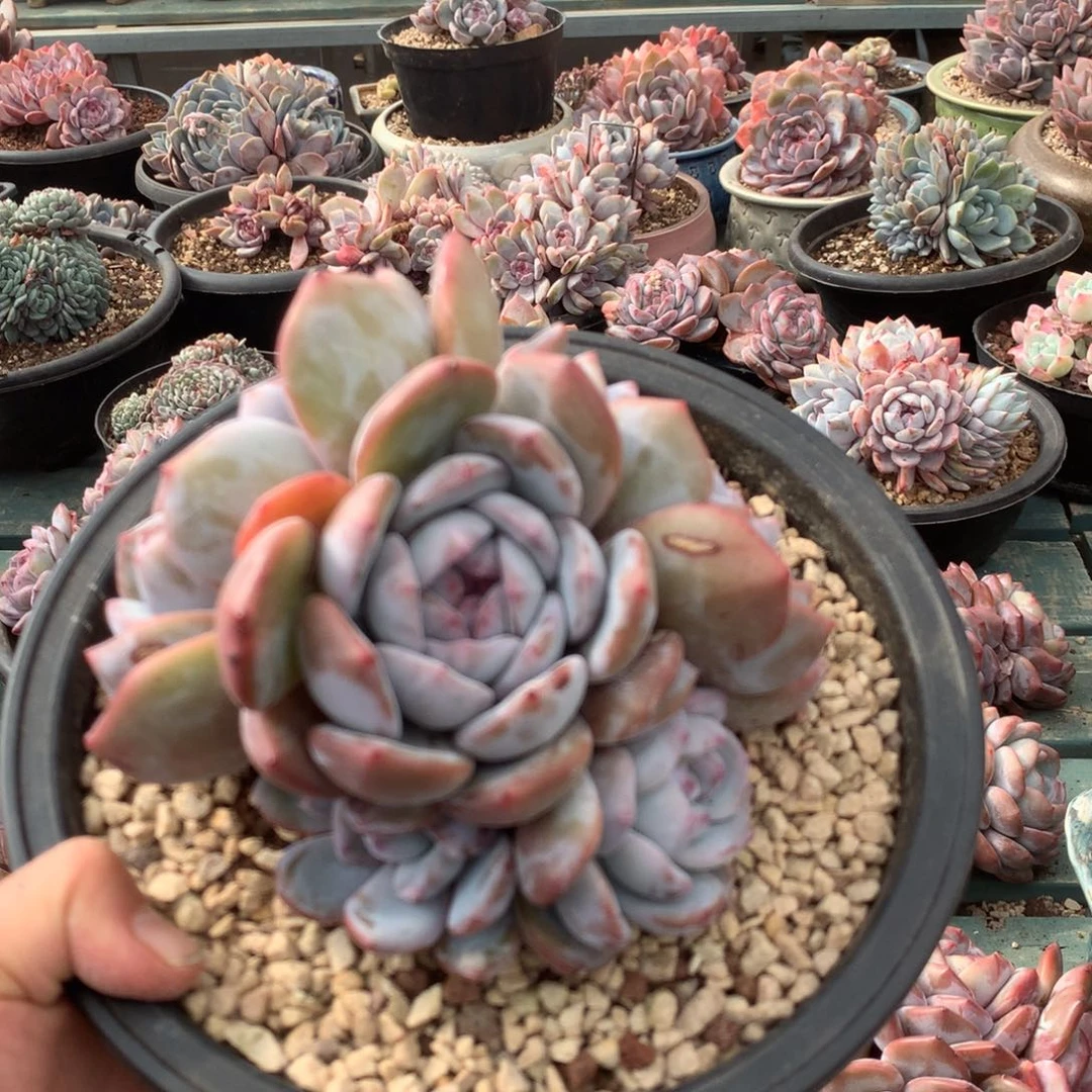 羽棠花花花花花花花
