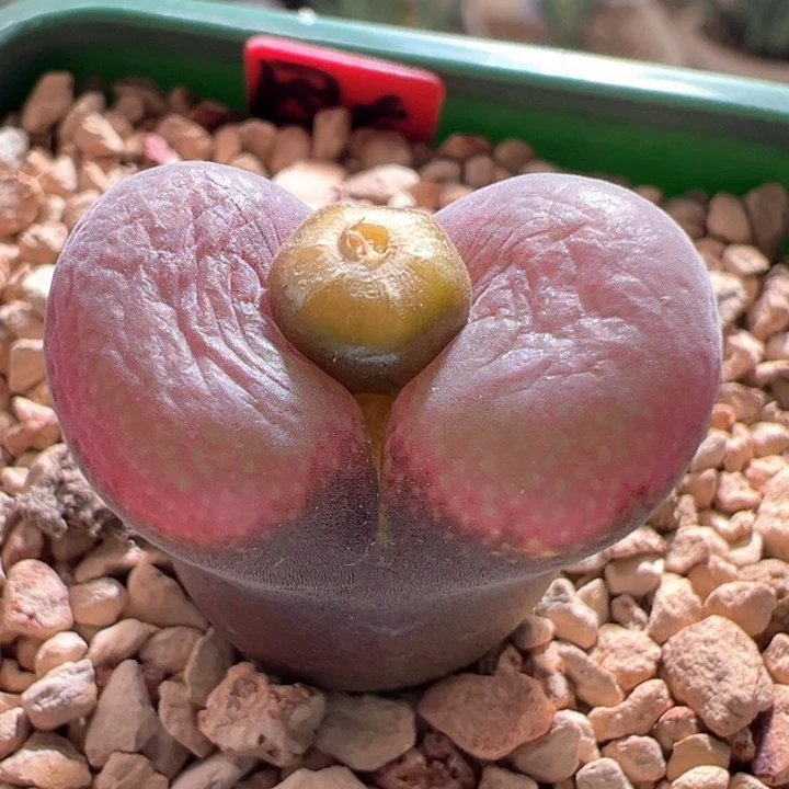 w604。优选青蛙5年特宽窗大种夹矮墩墩