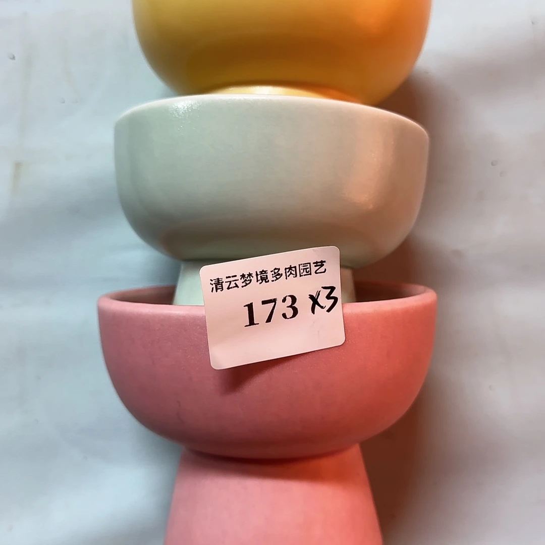 【闪购商品】红陶多***贝173 3个