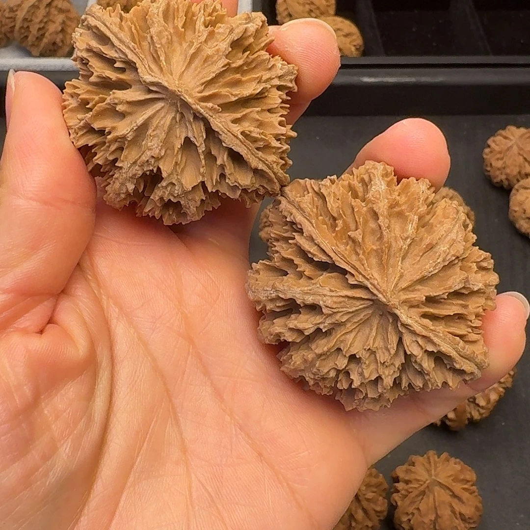 核桃突突突突我好怕好怕怕