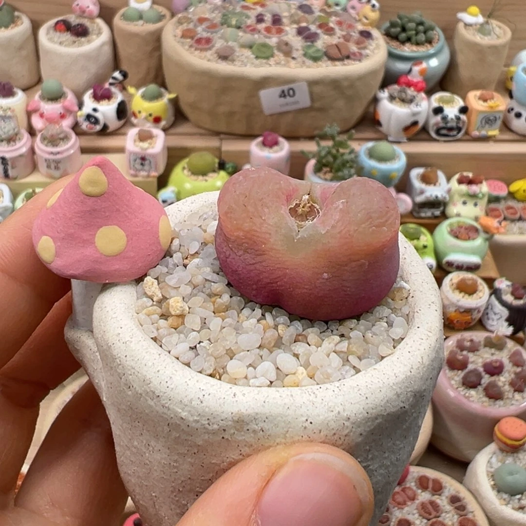 多肉植物119号粉毛