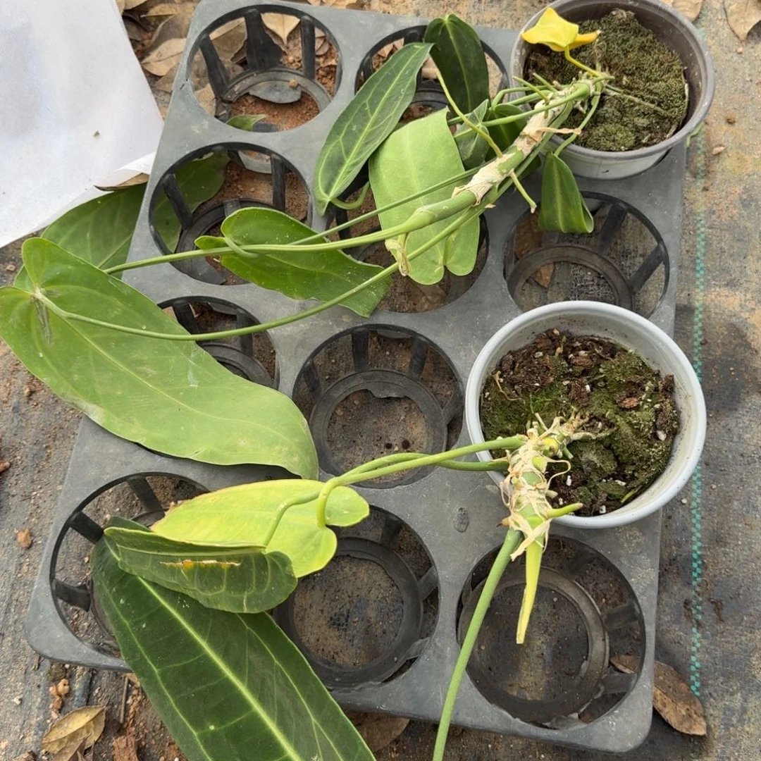 满***୭完全开放两颗火鹤后庄子