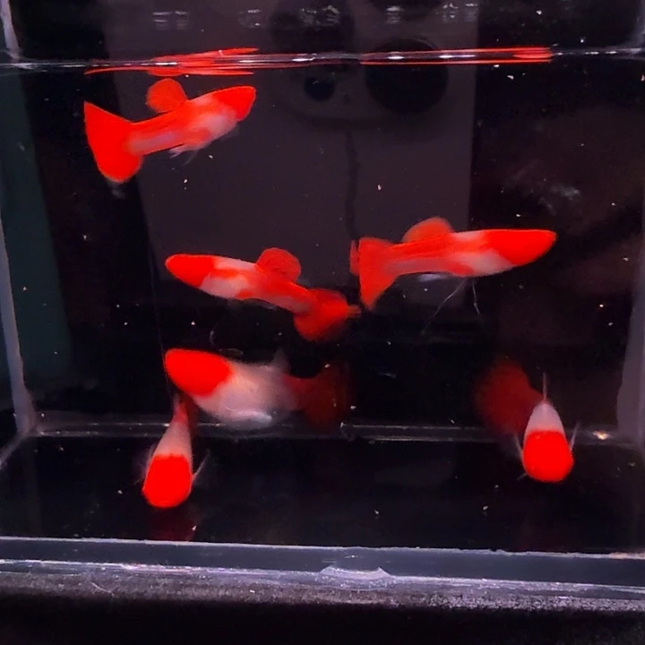 孔雀鱼鸿运当头压成3对