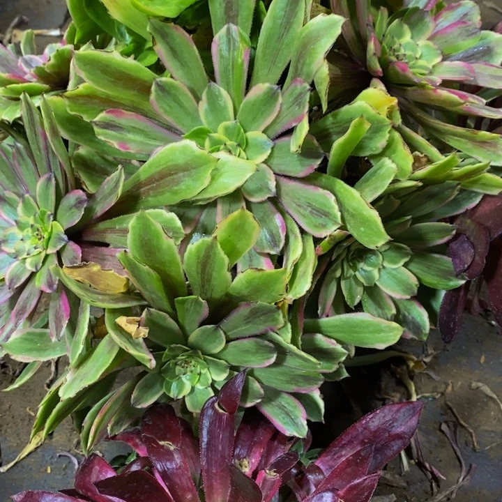 花脸看粉黛加凤凰一组多肉植物