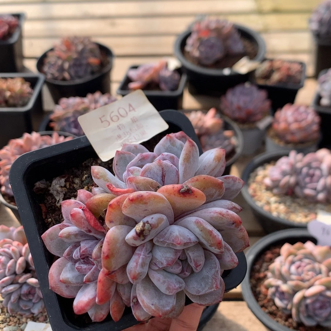 10厘米三头星影石化 特价 5604