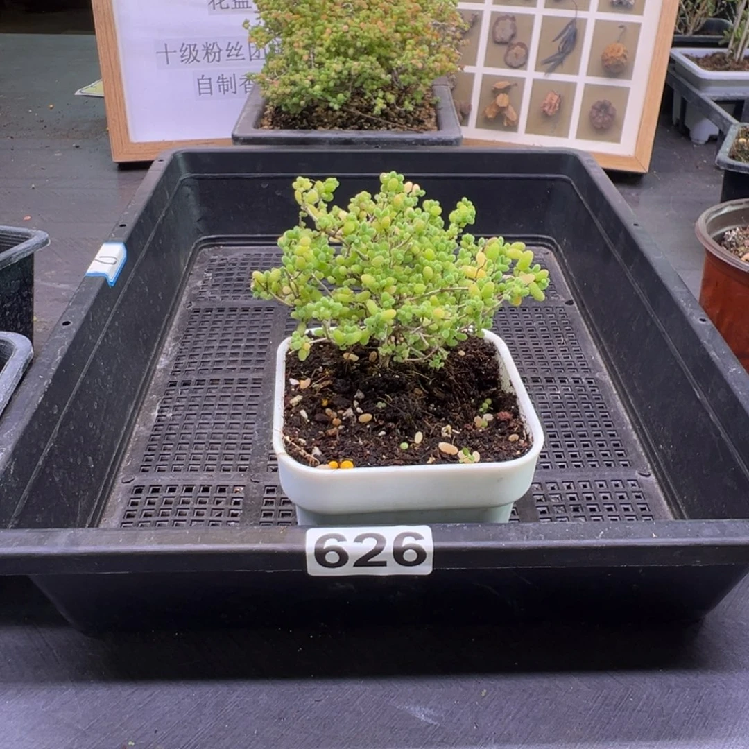 三***白枝干番杏多肉植物626安