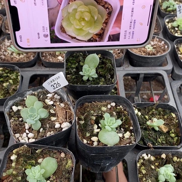 标326白吉一个量拍