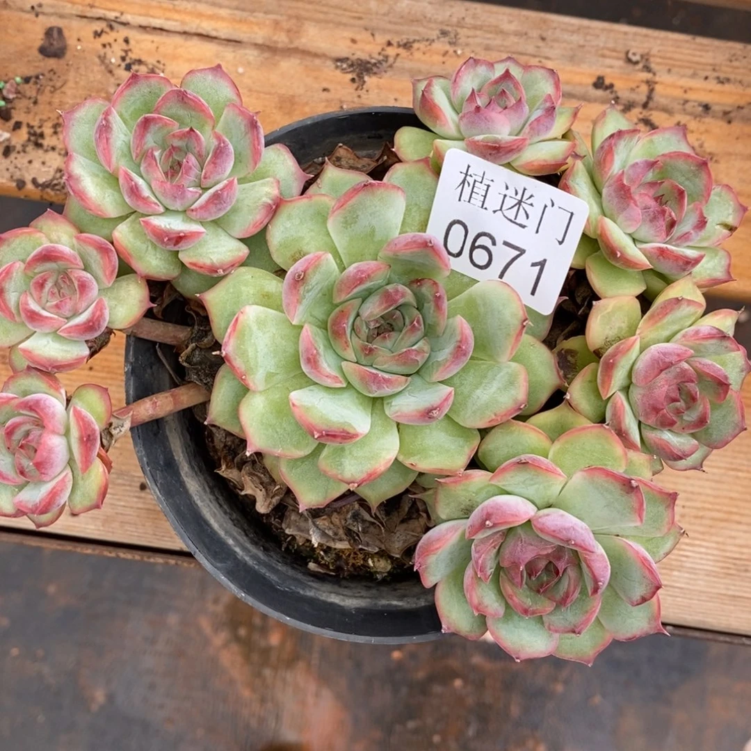 彭***虎不包整散掉头0671~13厘米