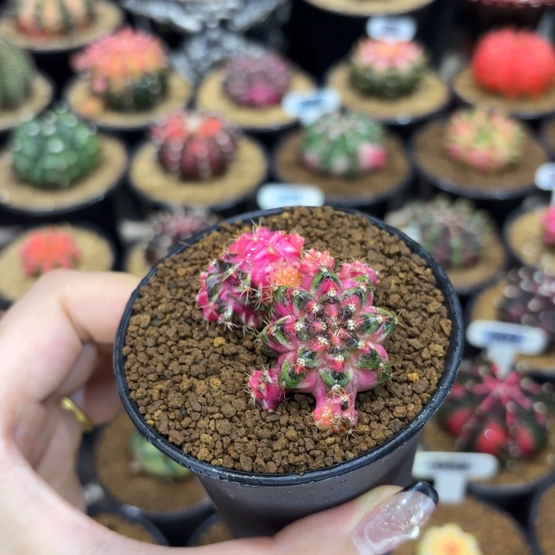 特别的双头海神锦石化