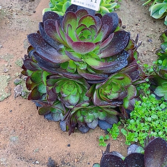1341黑魔多肉量拍一加一