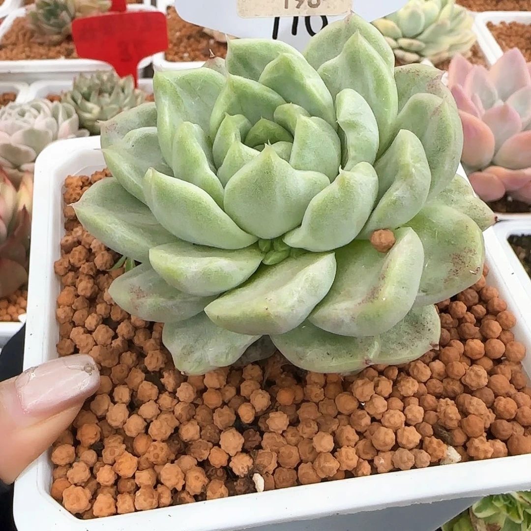 油***爱麦秆锦多肉植物的