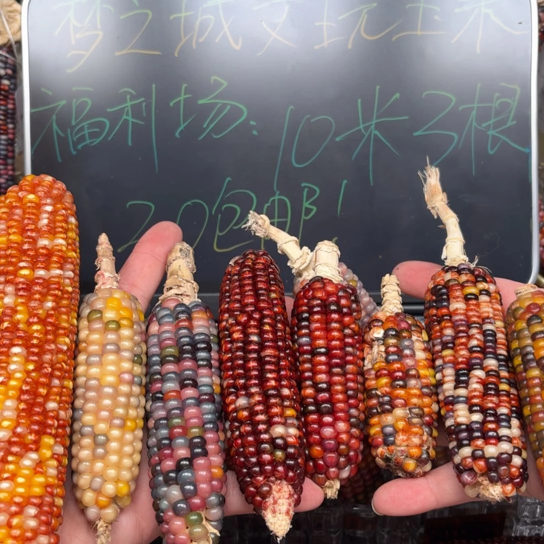 柏香籽/百香籽吊坠用****9