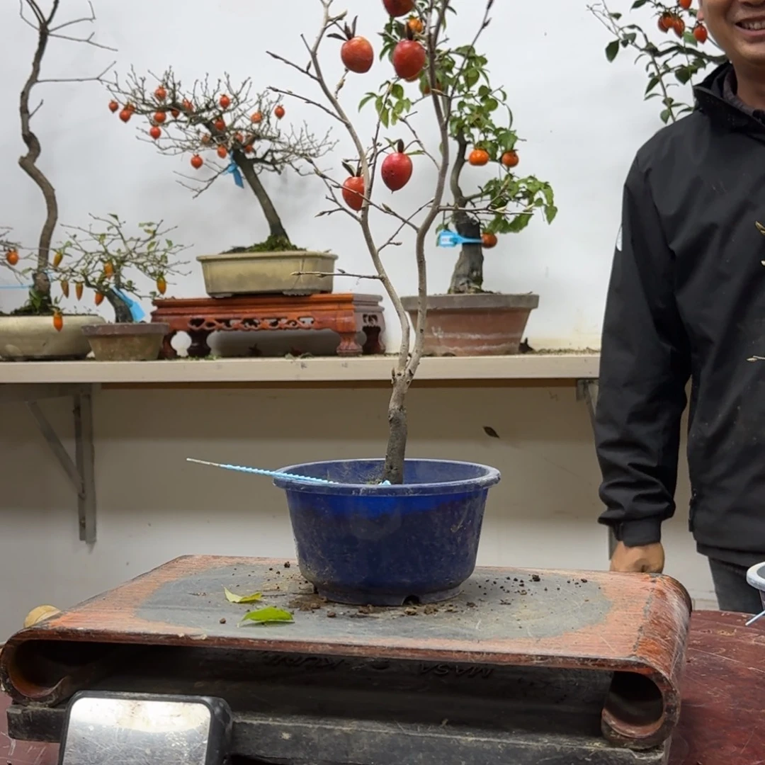 承***诺无花朵810顺丰到付不包邮