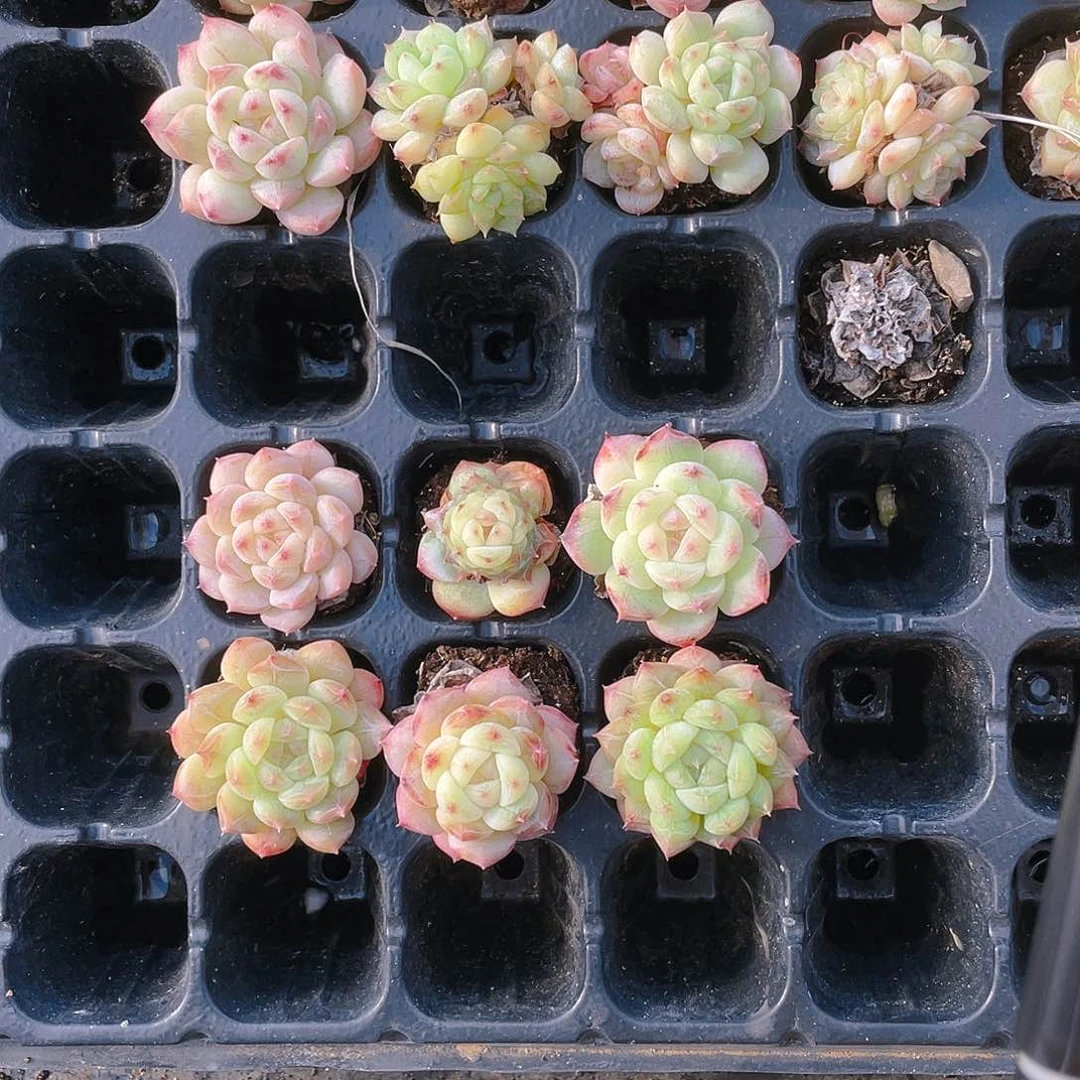 美心穴一个满25包邮