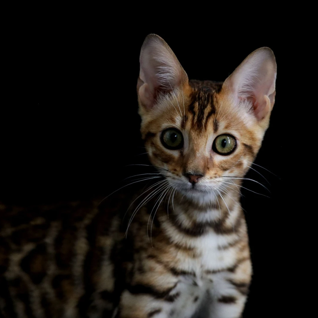 【贝尔莱德宠物】豹猫