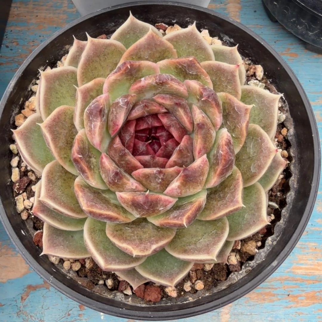 老板请下单，老板发财31