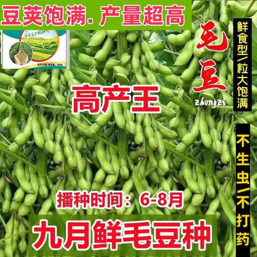 九月鲜大粒毛豆种子软糯清香耐热毛豆种子春播夏播抗病耐寒蔬菜
