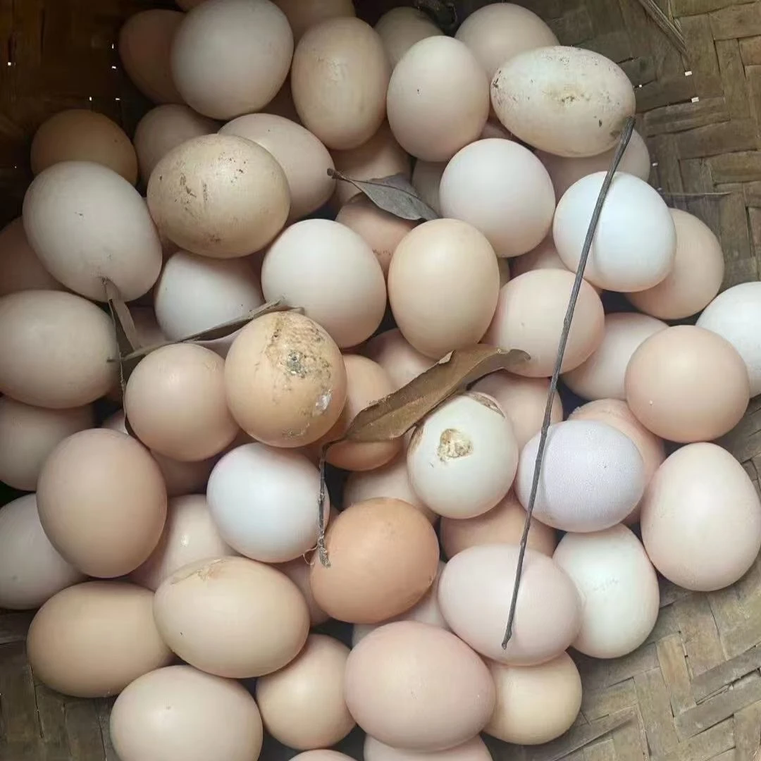 正宗山林散养跑山红壳柴鸡草鸡蛋孕妇红皮蛋新鲜鸡蛋一整箱20枚