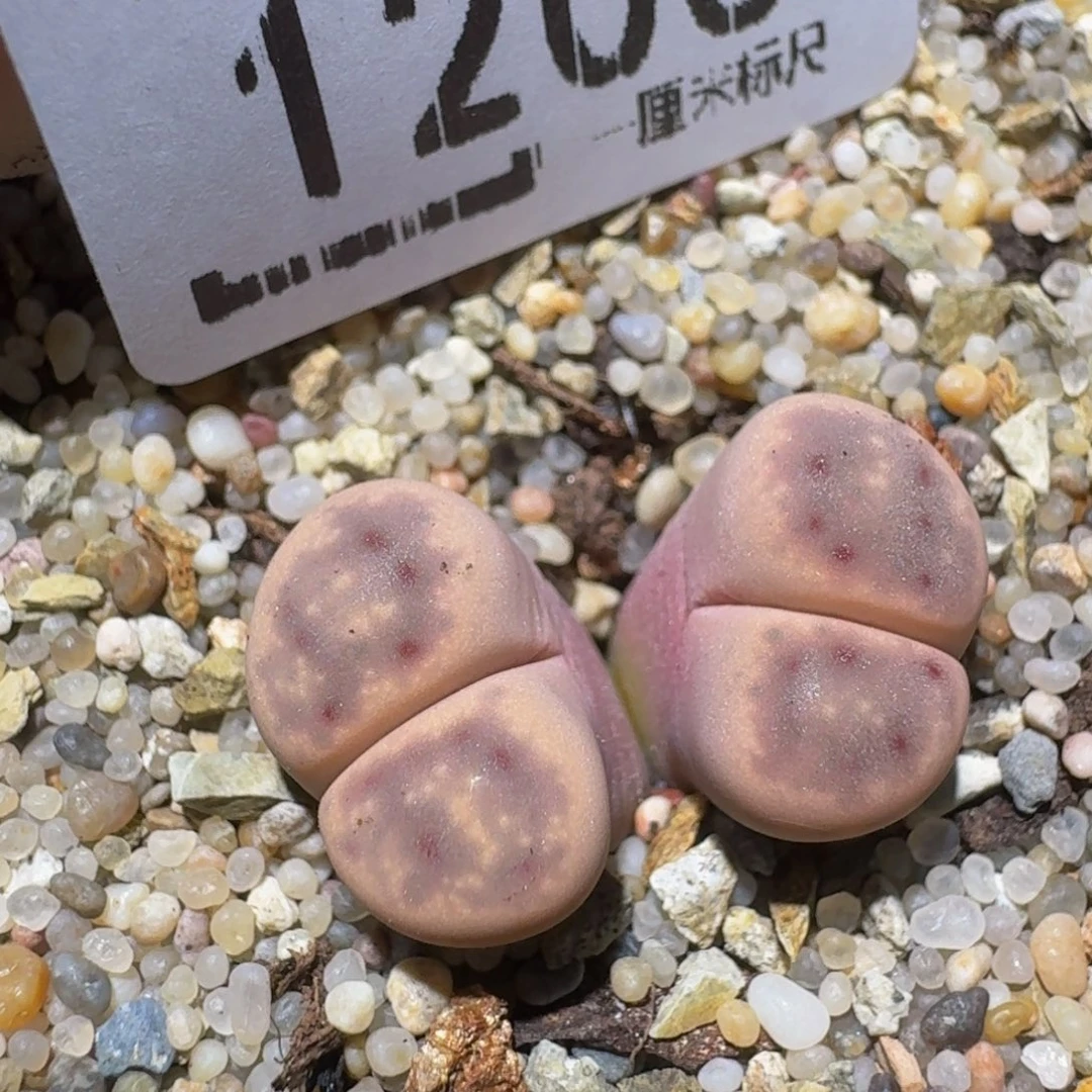zzzzz精品生石花1203
