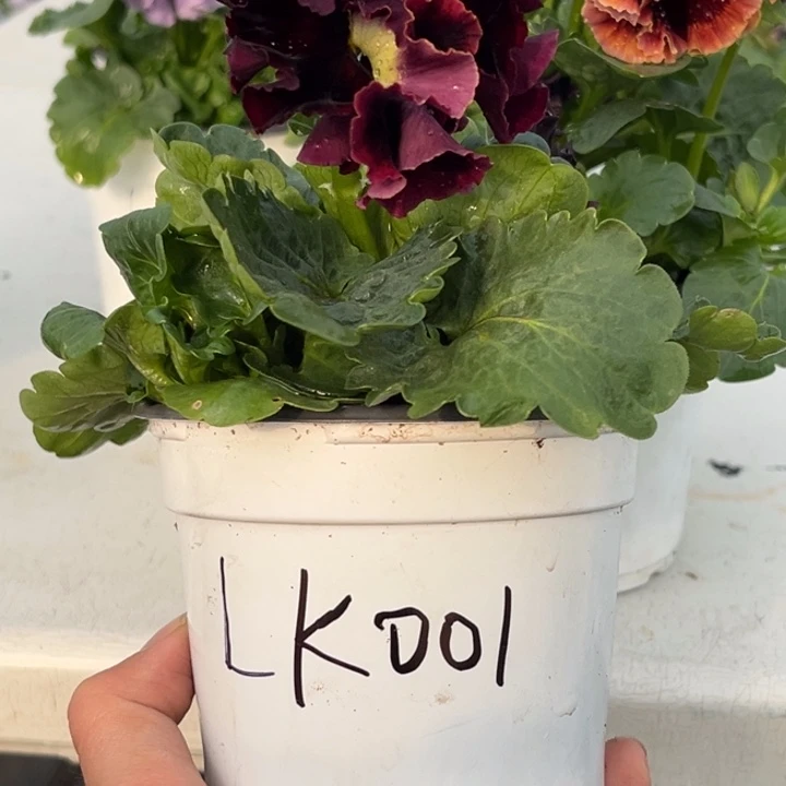 大部分花苞少量开放LK001