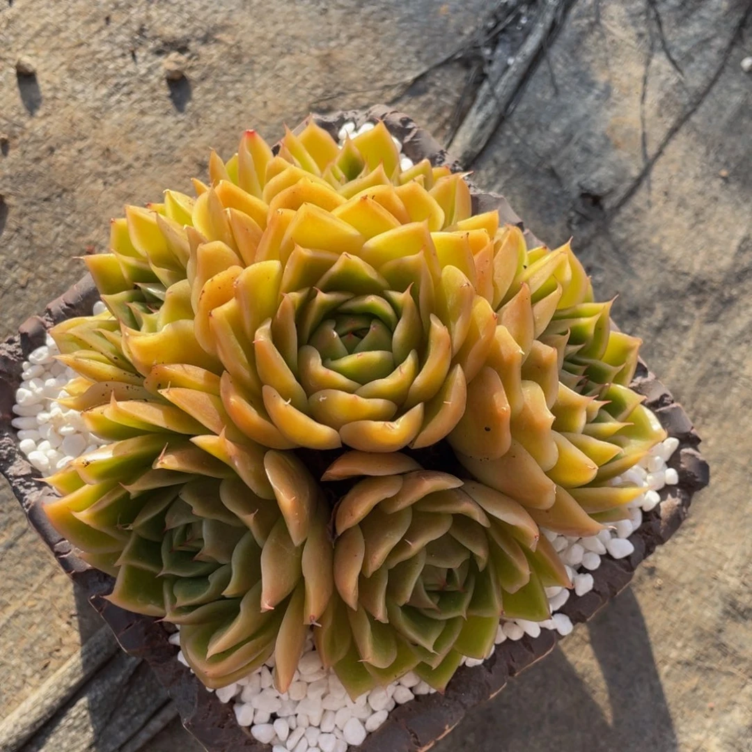 多肉植物盆栽多肉